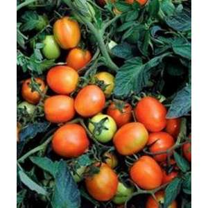 Дуал Плас F1 - томат детермінантний, 1 000 насінин, Seminis (Семініс) Голландія фото, цiна